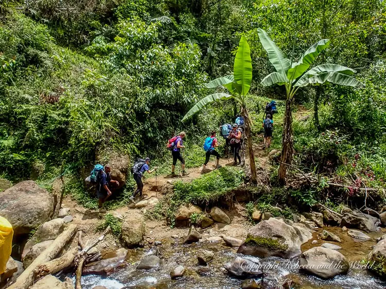 A group of hikers with backpacks climbing a dirt trail in a dense jungle. The trail is steep and surrounded by tall green plants and banana trees, with a small stream and rocks at the base.