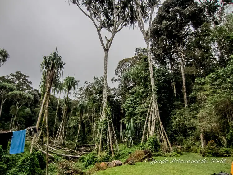A view of tall, slender trees with long, thin trunks in a dense forest. The ground is covered in greenery, and the overcast sky adds a moody atmosphere to the scene.