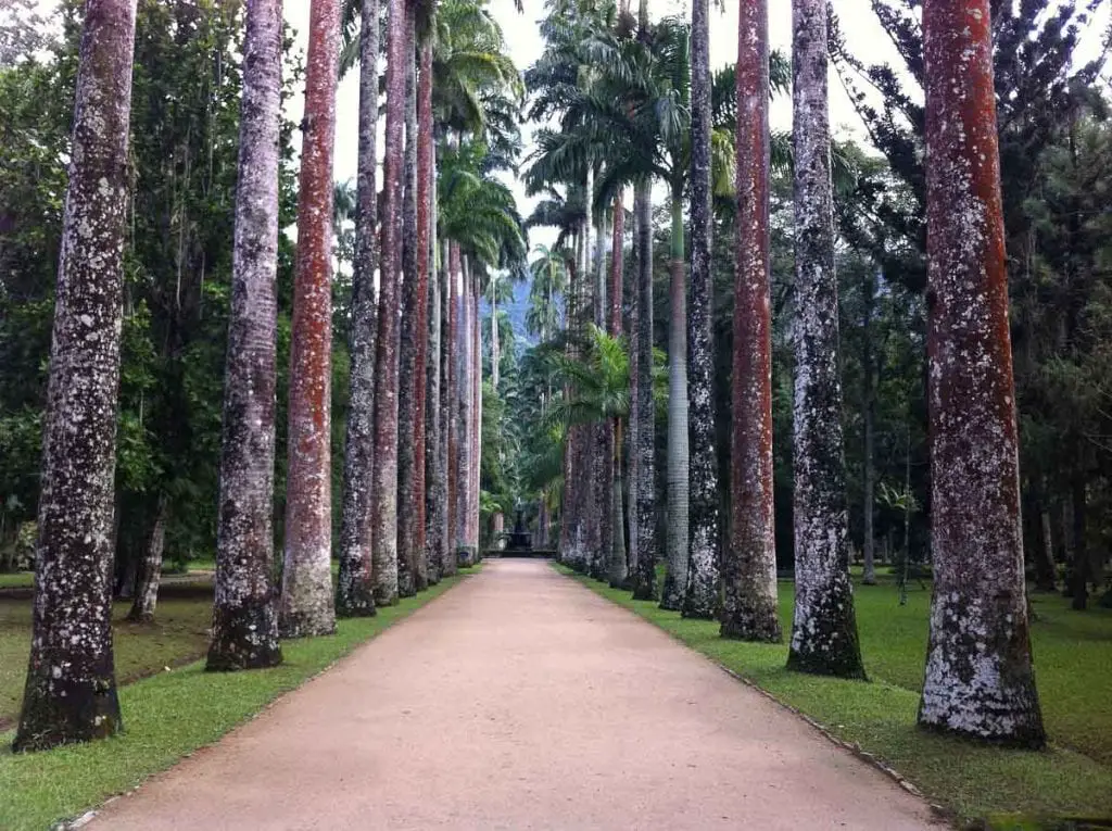 A straight pathway lined with tall, slender palm trees with mottled bark, leading through a lush, green landscape. One of the Jardim Botanico's highlights is the Avenue of Royal Palms, a great photo spot in Rio de Janeiro.