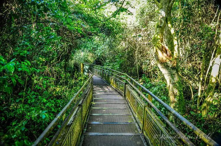 A metal walkway meandering through dense green foliage in the subtropical forest of Iguazu Falls, offering visitors a path to explore the area.