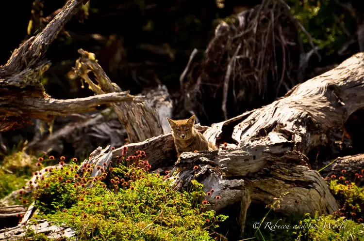 A small fox perched on a fallen tree trunk in a sun-dappled forest clearing, camouflaged among the grey and brown tones of the woods. 