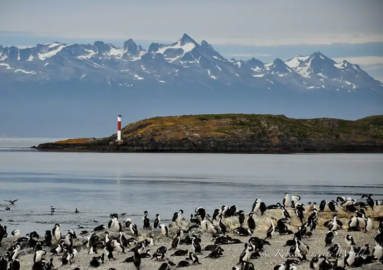 A congregation of black and white birds on a pebbly beach with a lighthouse on a distant islet and a backdrop of snow-capped mountains. One of the best things to do in Ushuaia is to take a boat ride around the Beagle Channel.