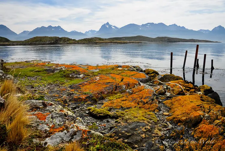 Vivid orange lichen covering rocks along a rugged coastline, with distant mountains and calm sea waters.