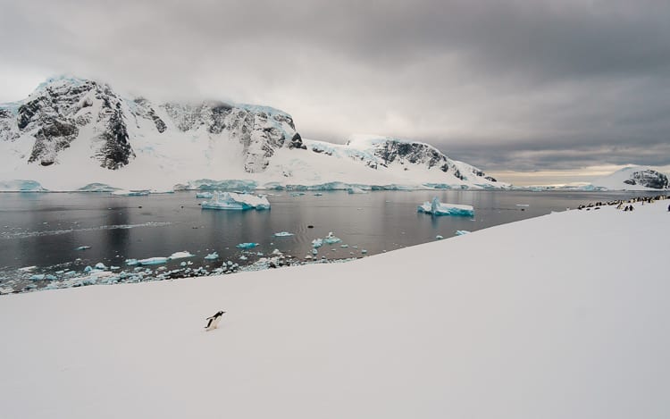 A solitary penguin waddles across a vast expanse of snow in Antarctica with a tranquil bay dotted with icebergs in the background, flanked by imposing, snow-covered mountains under a grey, overcast sky.