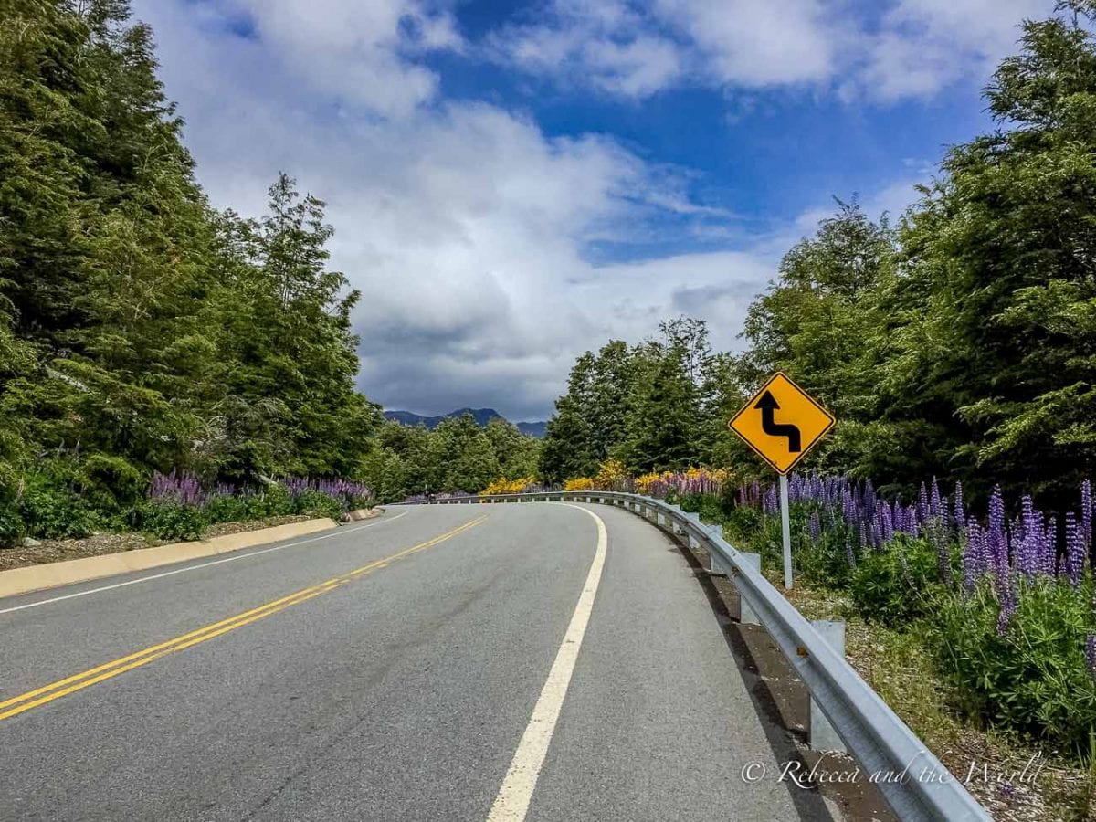 A curving road marked with a yellow and black sharp turn sign, bordered by flowering purple lupines and green trees, with mountains in the distance and a cloudy sky. The Ruta de los Siete Lagos is on a paved road so is easy to drive or bike.