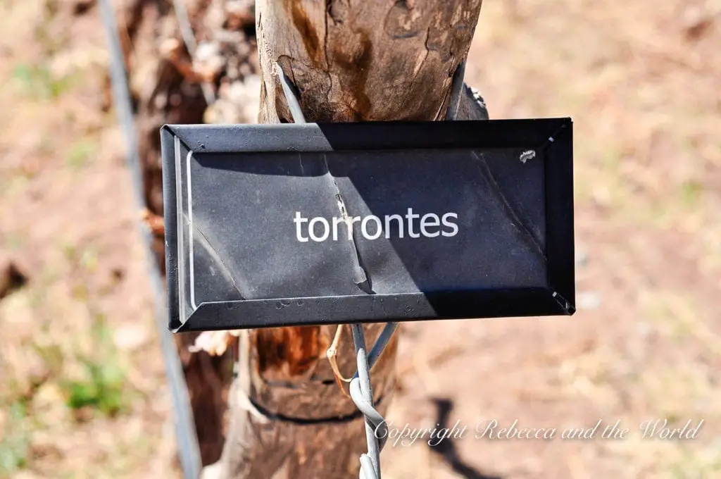 A close-up of a rectangular, black sign attached to a wooden post, with the word "torrontes" in white lowercase letters, indicating the type of grape or wine variety.