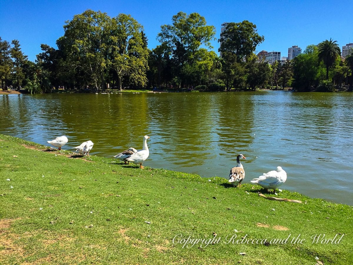 The parks in Buenos Aires are a great place to relax. A waterside view of a park featuring a large pond. Several swans and ducks are on the grassy bank in the foreground, with dense trees in the background. The water reflects the foliage and the clear blue sky.