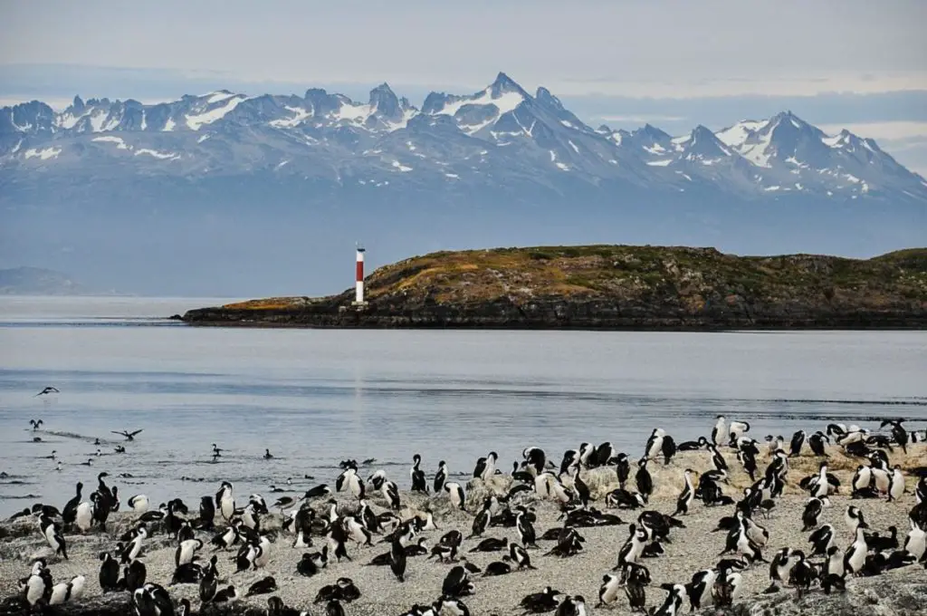 A colony of black and white birds on a rocky beach in Ushuaia, Argentina, with a red and white lighthouse in the background, set against a mountainous landscape and a calm sea.