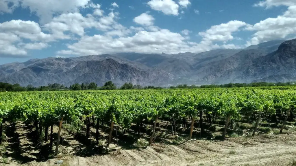 A lush vineyard in Cafayate in North Argentina with neatly lined grapevines in the foreground, with mountains in the distance under a bright blue sky.