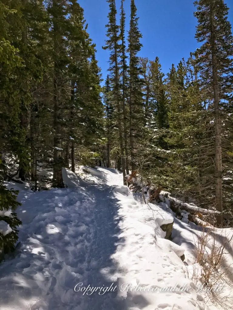 A snowy trail winds through a dense coniferous forest with tall trees casting shadows on the path, suggesting a serene hike in a winter landscape. This is Rocky Mountains National Park in winter.