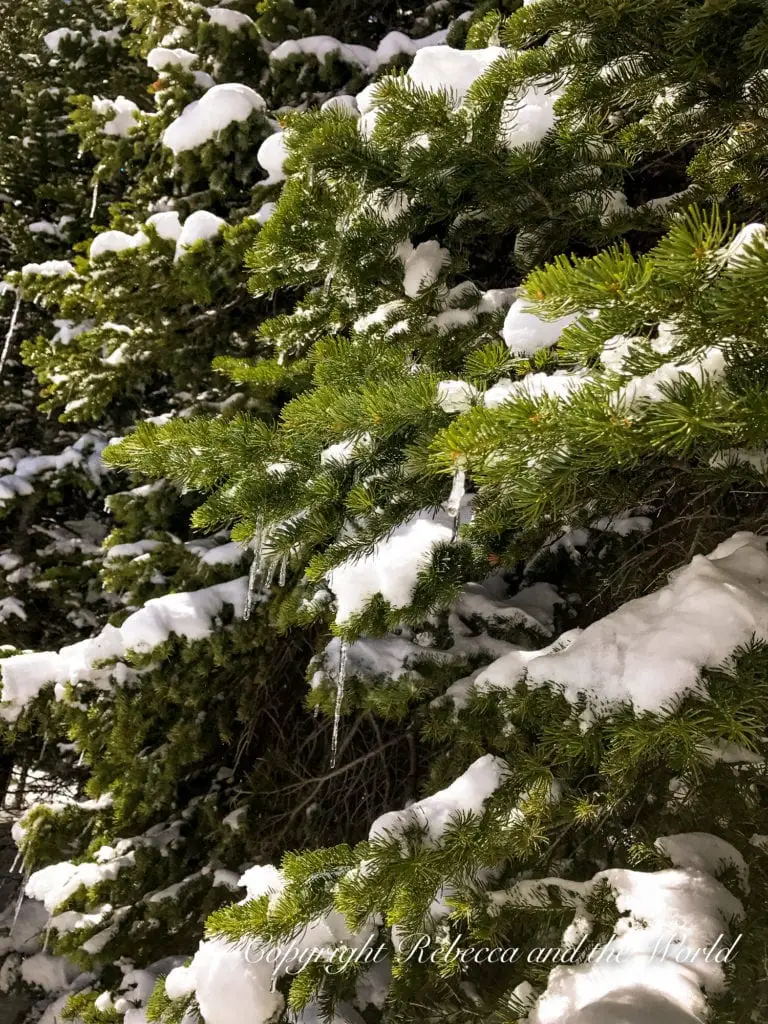 Close-up of pine tree branches covered with clumps of snow, highlighting the green needles against the white snow, with sunlight filtering through the forest.