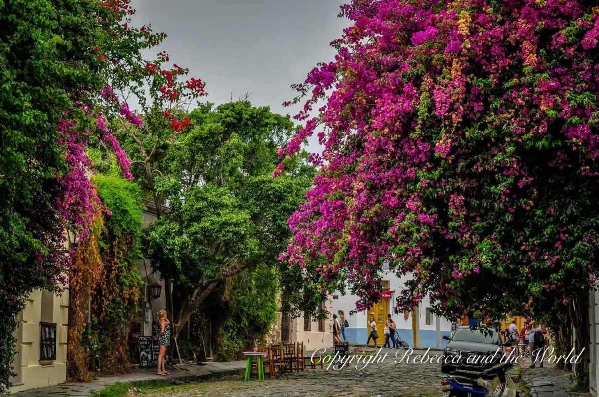 A cobblestone street flanked by lush trees and vibrant bougainvillea flowers in shades of purple and red. A woman walks by a white wall covered in greenery. These are the pretty cobblestoned streets of Colonia del Sacramento in Uruguay.