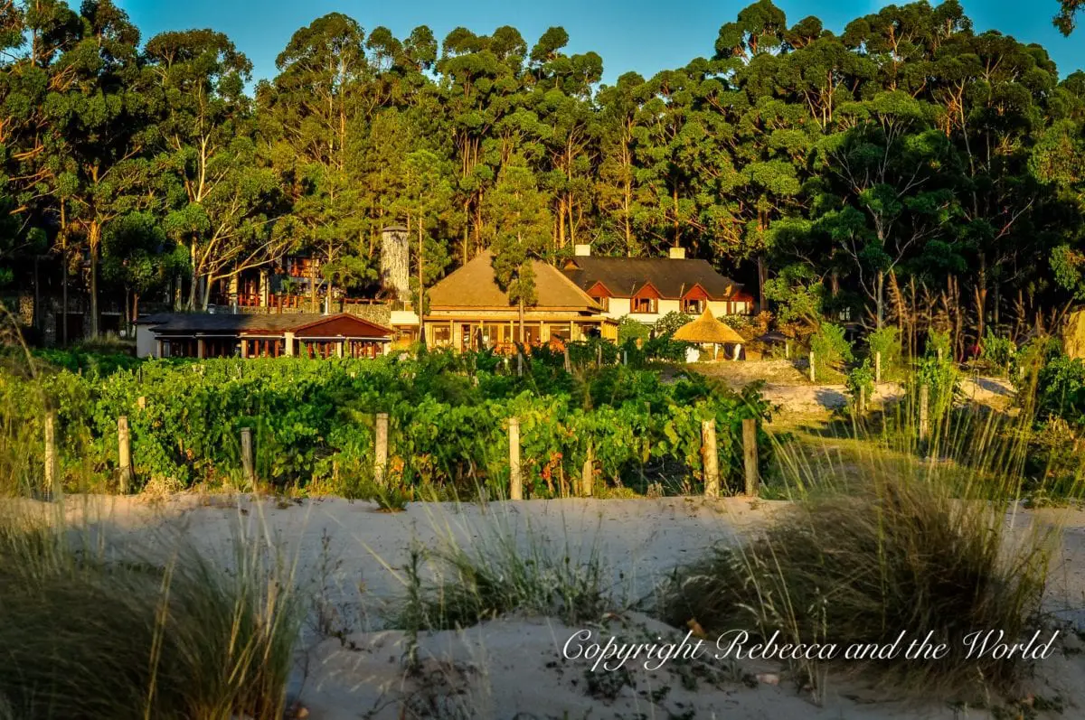 A rustic building surrounded by dense greenery and a vineyard in the foreground, basking in the golden light of sunset. This is Carmelo Resort in the wine town of Carmelo, Uruguay. It's a great stop on an Uruguay itinerary if you like wine.