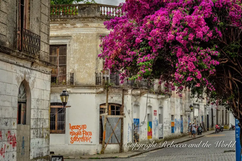A street view of an old, weathered building in Colonia del Sacramento, Uruguay, with a vibrant pink bougainvillea tree in bloom on the side.