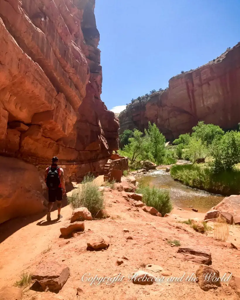 A hiker with a backpack walks alongside a creek in a narrow red rock canyon with lush green vegetation, under the bright sunlight of Capitol Reef National Park.