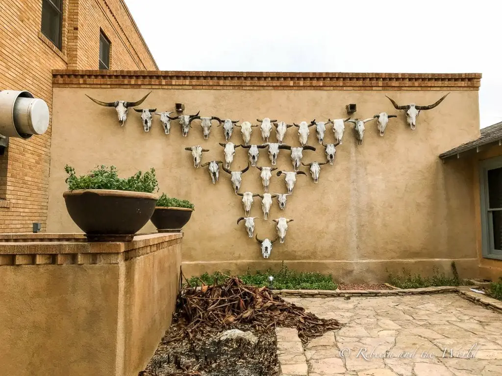 A display of multiple animal skulls mounted on a stucco wall beside two large pots of green plants, creating a stark contrast. The Gage Hotel is well known in West Texas.
