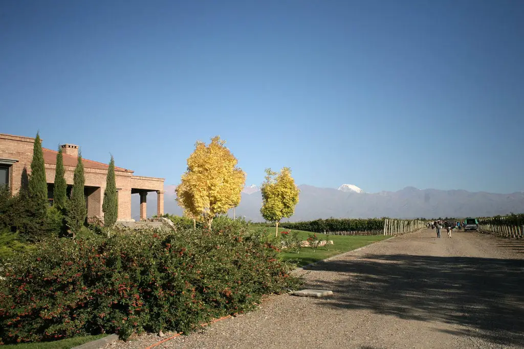 A vineyard estate in Mendoza, Argentina, under a clear blue sky, featuring a path lined with vines leading to an earth-toned building. In the foreground, there are rose bushes and two trees with yellow foliage, and the snow-capped Andes mountains are visible in the distance.