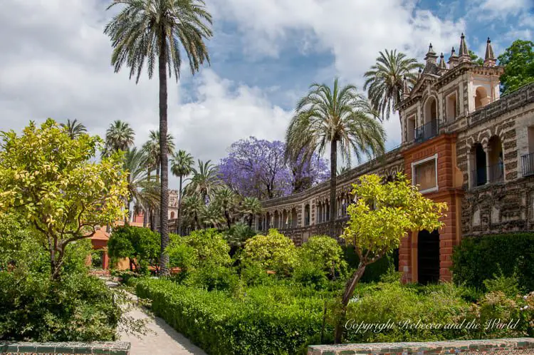 A lush garden with a variety of trees, including palms and purple jacarandas, alongside a path with a historic building in the background. This is inside the Real Alcazar in Seville, Spain.