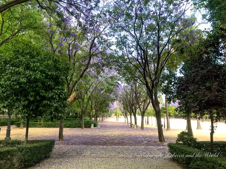 A tranquil pathway in a park in Seville, lined with trees and blooming purple jacaranda, casting a serene and inviting ambiance. Parque de Maria Luisa is a great place to explore and escape the summer heat of Seville, Spain.