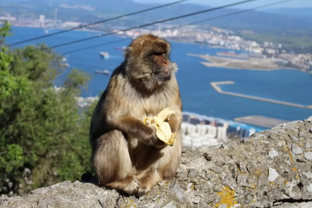 A Barbary macaque monkey sitting on a stone wall at the top of the Rock of Gibraltar, peeling a banana with the bay and cityscape in the background.