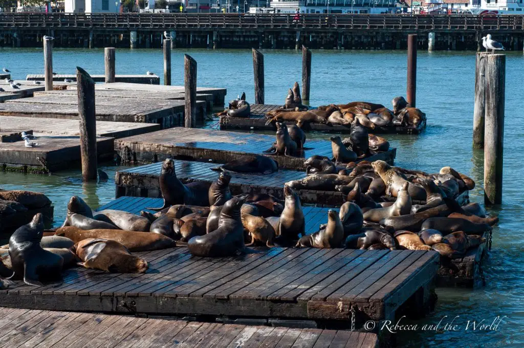 Several sea lions lounging and barking on floating wooden platforms in a marina, with a city pier and clear blue sky in the background. Pier 39 in San Francisco is home to several entertaining but noisy seals.