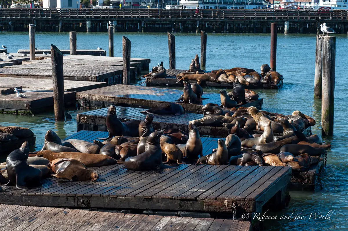 Pier 39 in San Francisco is home to several entertaining but noisy seals