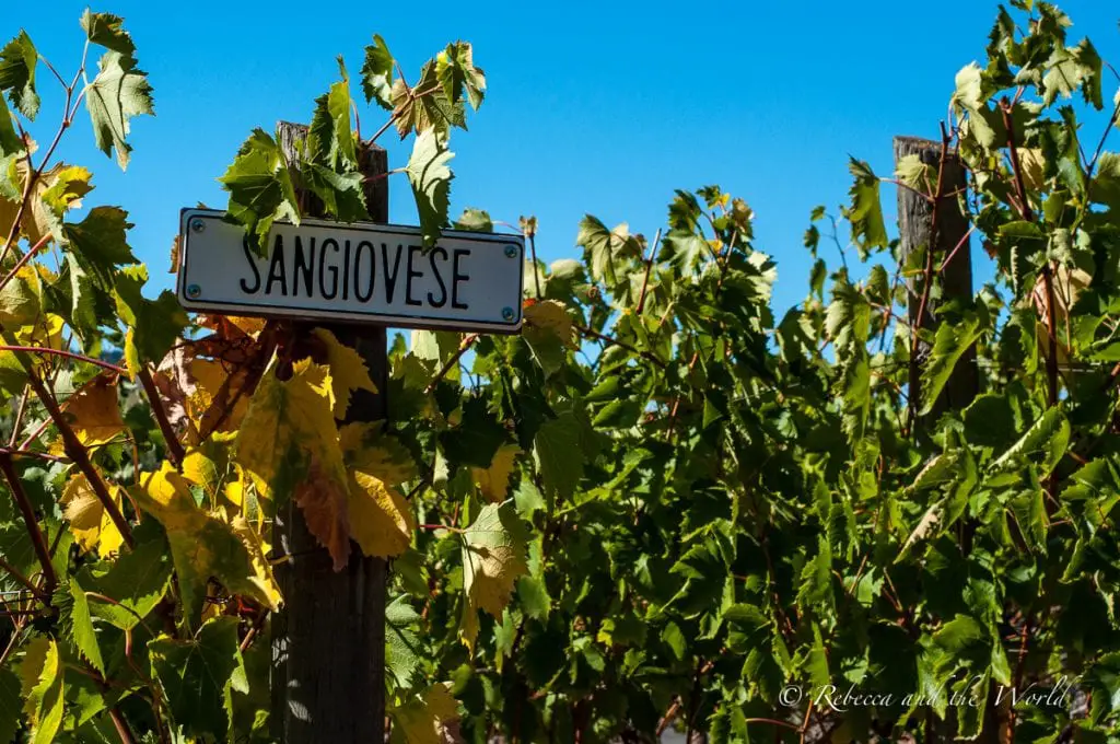 Close-up of a vineyard sign reading "SANGIOVESE," with lush green grapevine leaves and a clear blue sky in the background. Sonoma is one of the best places to visit in California for wine tasting.