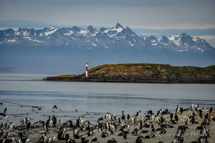 Dozens of black and white birds sit on the shoreline in Ushuaia. Behind the birds is the Beagle Channel, with a red and white lighthouse, and behind that are jagged, snow-capped mountains. 