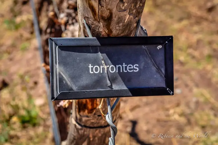 A black sign tied to a grapevine says "torrontes". Torrontes is a grape varietal famous in Argentina and a must-taste when visiting Cafayate in Northwest Argentina