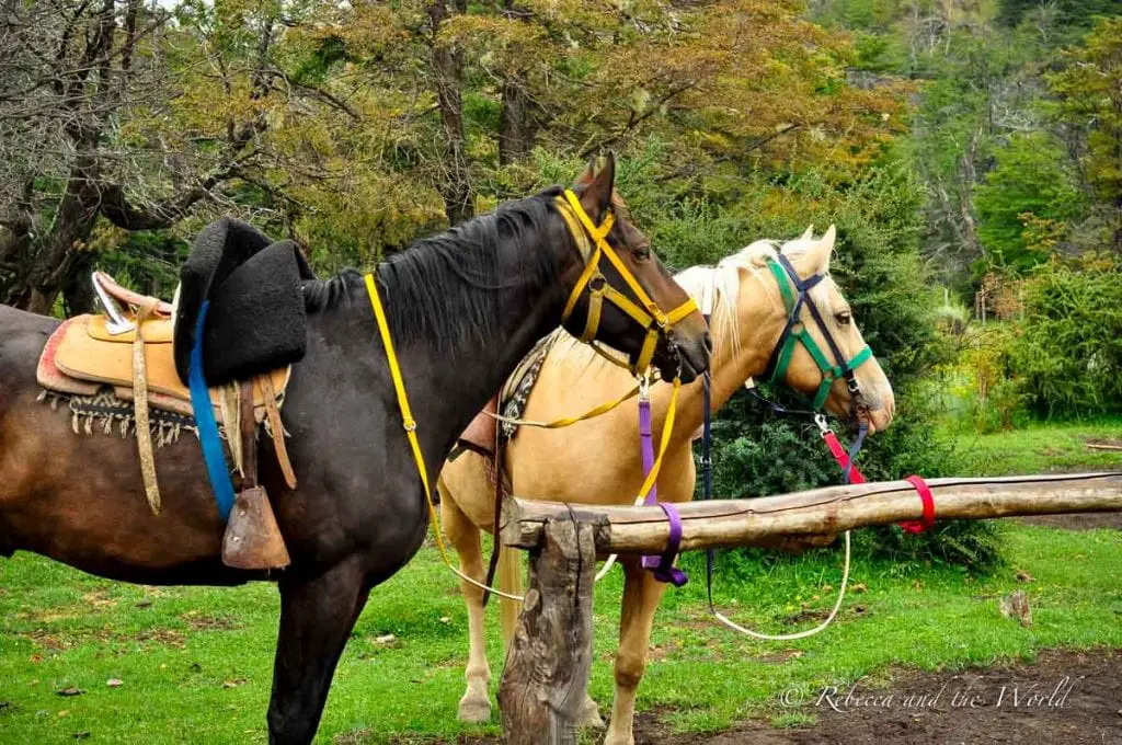 Two horses, one black and one cream-colored, saddled and ready for riding, stand tied to a wooden rail. They are equipped for trekking, with the forested landscape of El Chaltén behind them. There are plenty of things to do in El Chalten, Argentina, beyond hiking - try horseriding or sip some local craft beer.