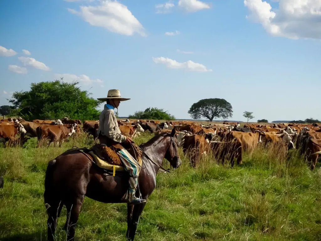 On an estancia near Buenos Aires, you can learn the skills of a gaucho. San Antonio de Areco is a romantic Argentina honeymoon spot. This image shows a gaucho on horseback surveying cattle.