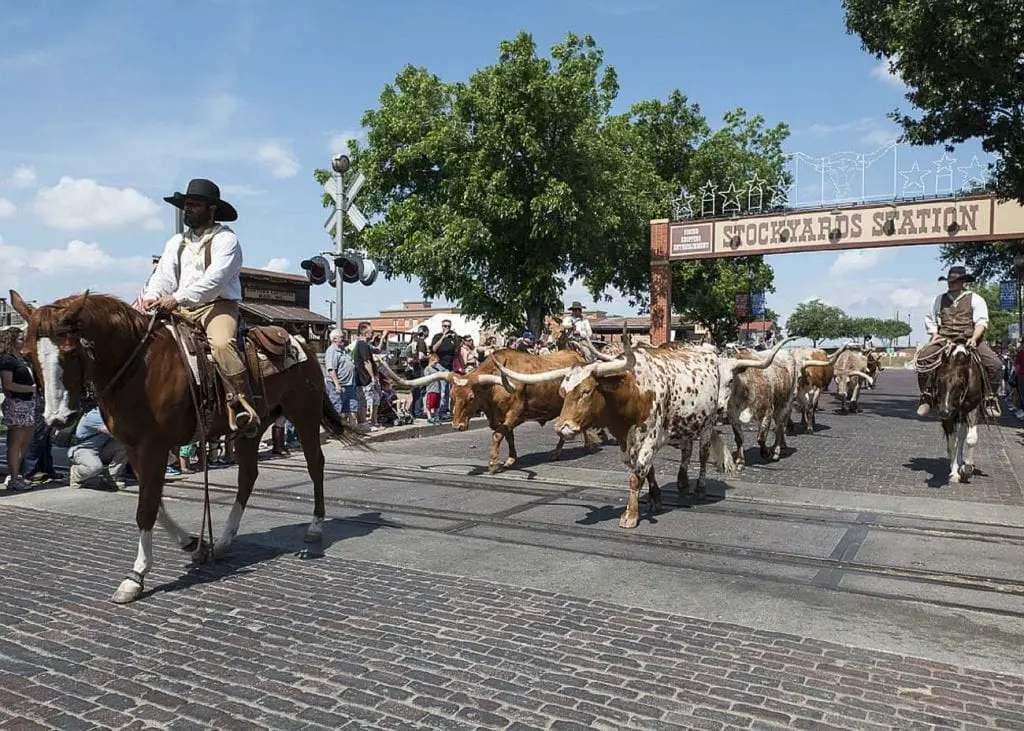A cattle drive in the Fort Worth Stockyards. Cowboys on horseback lead a herd of longhorn cattle down a cobblestone street. Spectators line the sidewalks, and the Stockyards Station sign is visible in the background. The sky is clear and blue. Fort Worth is famous as Texas's cowboy city.