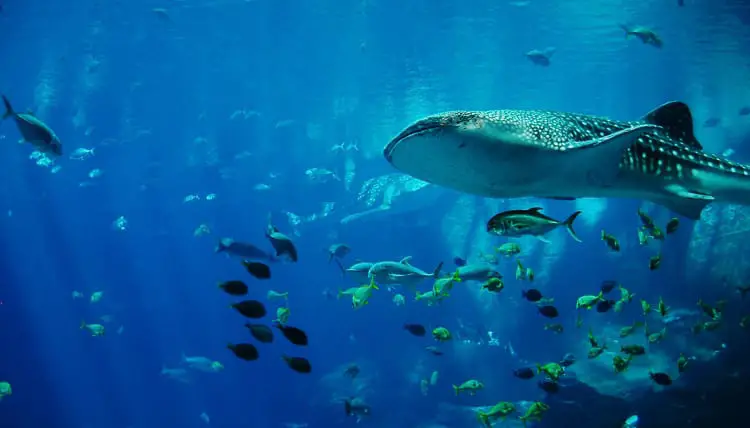 Underwater view of a gentle giant whale shark swimming among schools of smaller fish in the deep blue waters off Cancun.