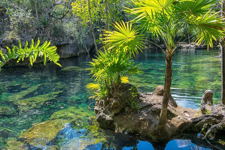 A serene cenote in Cancun surrounded by lush greenery and clear, tranquil waters, reflecting the vibrant plant life.