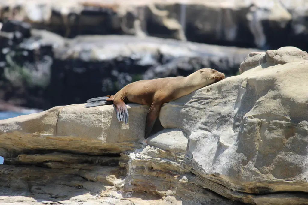 A sea lion lounging on a rock formation, on a sunny day with other rocky outcrops in the background. La Jolla Cove is one of the best places to visit in San Diego for beaches, marine life and food.