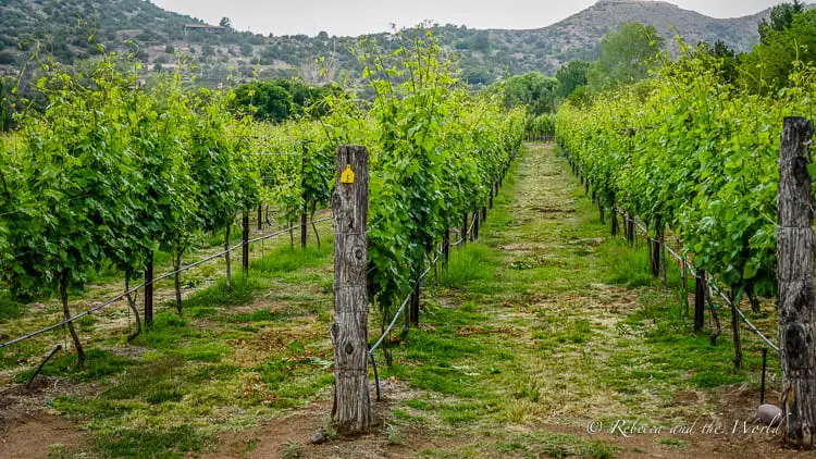 A lush vineyard with rows of grapevines, each row marked by wooden posts, under a clouded sky, illustrating Sedona's agricultural charm.