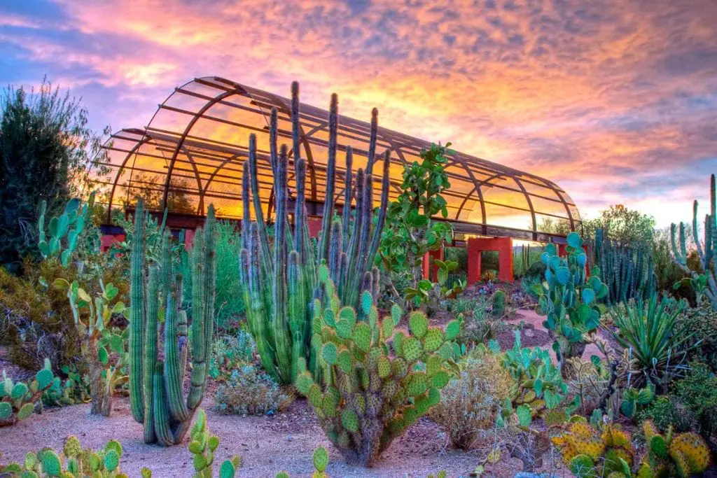 Check out the Botanic Gardens on your 36 hours in Phoenix