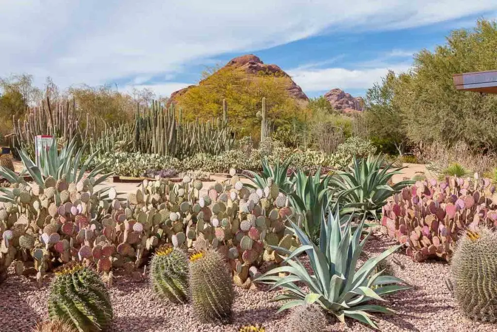 The flowers and plants at the Desert Botanical Garden in Phoenix are stunning