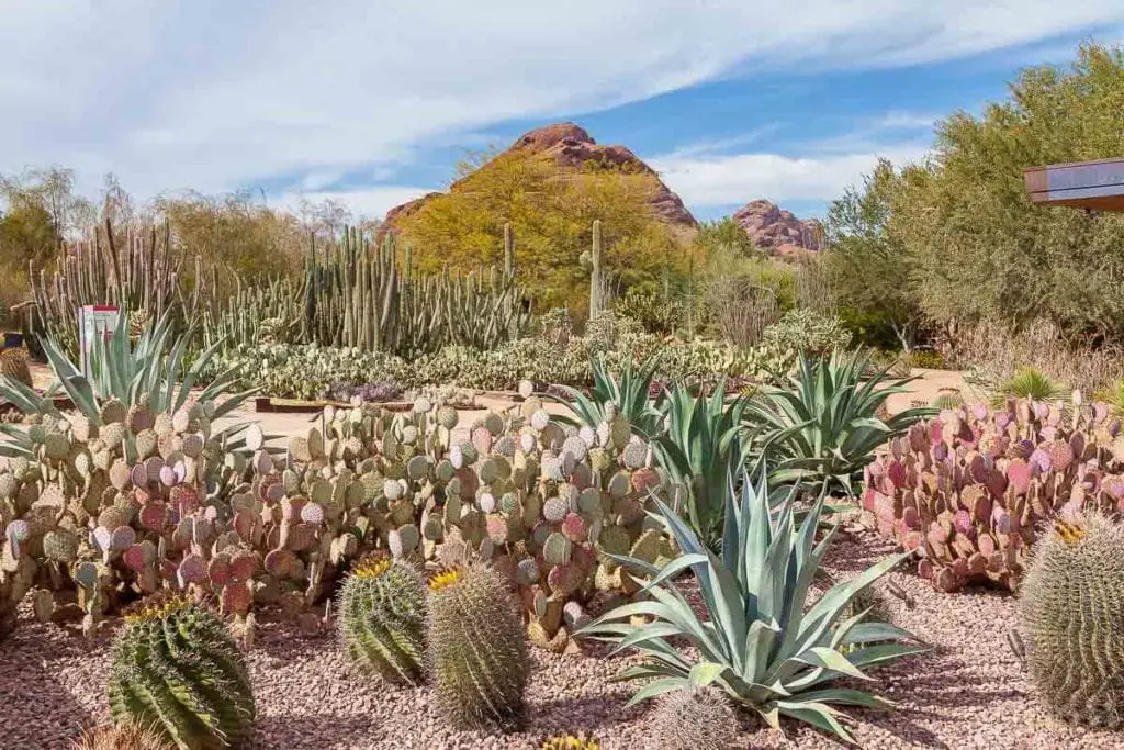 A desert garden with various cacti, including tall saguaros and prickly pears, with a mountain backdrop under a partly cloudy sky. The flowers and plants at the Desert Botanical Garden in Phoenix are stunning.