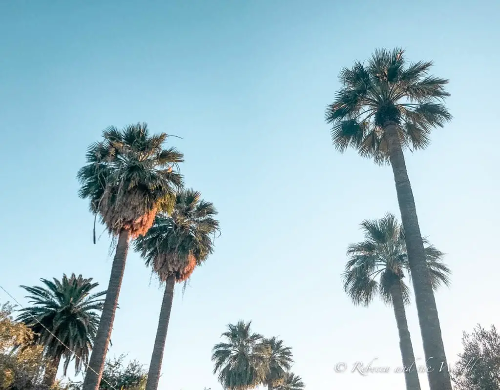 A clear sky with several palm trees of varying heights, their fronds illuminated by the sunlight. You'll see plenty of palm trees on a weekend in Phoenix!