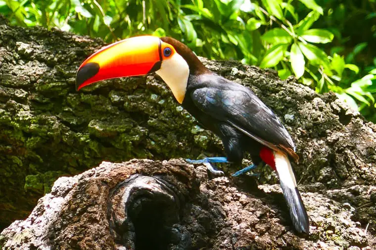 A vibrant toucan with a bright orange beak perched on a tree branch in The Pantanal, showcasing Brazil's diverse wildlife. Glimpse amazing wildlife in The Pantanal in Brazil, where you can view toucans, jaguar (if you're lucky!), capybara and ant-eaters.