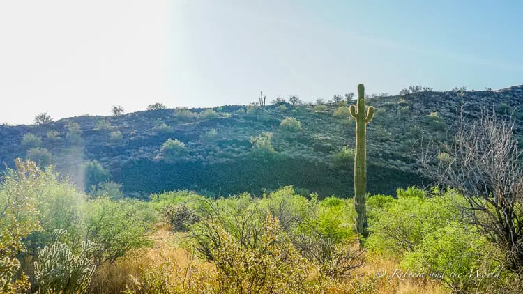 A hilly Sonoran Desert scene showing a mixture of cacti, including a prominent saguaro, with a bright sun illuminating the green foliage and the rugged terrain. One of the best things to do on a weekend in Scottsdale is a morning hike.