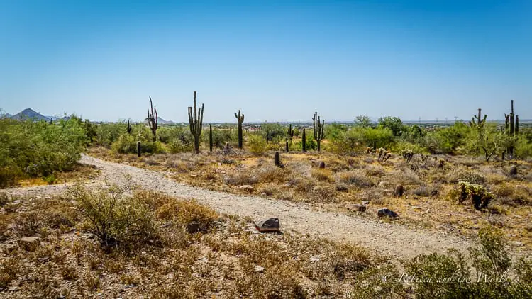 A sun-drenched desert landscape featuring a dirt path lined with an array of towering saguaro cacti and scattered desert foliage under a clear blue sky. This is the Sonoran Desert in Scottsdale, Arizona.