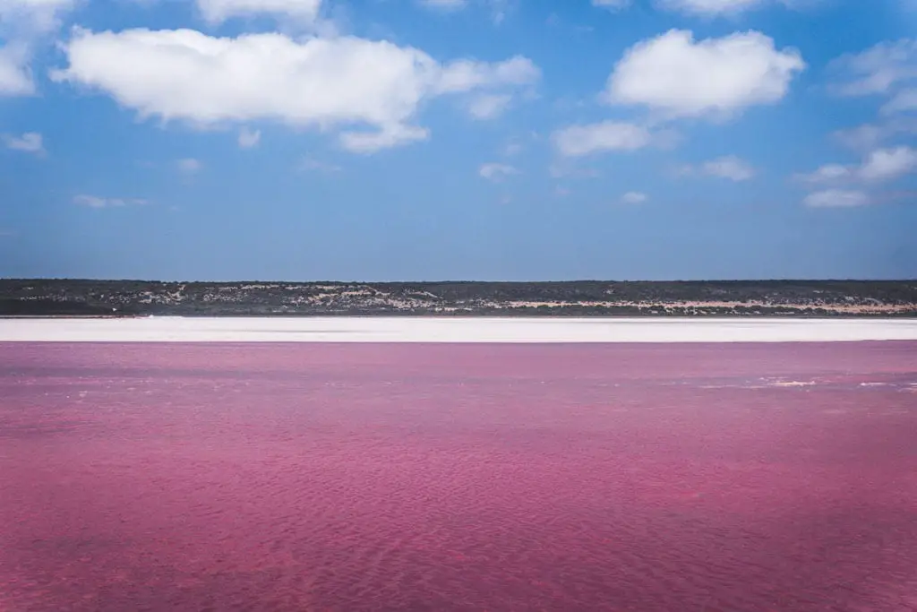 A vast pink lake with a white salt rim under a blue sky with scattered clouds, separated by a thin strip of land in the distance. Several lakes in Australia are pink at times, believed to be because of the presence of a certain kind of algae.