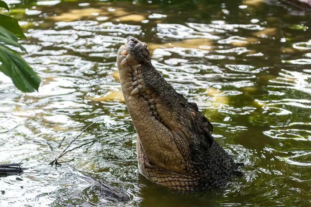 A saltwater crocodile with its mouth wide open, displaying its teeth, partially submerged in murky water. It's possible to see crocs jumping or even swim with crocs in Australia - an Australian activity that's for daredevils!