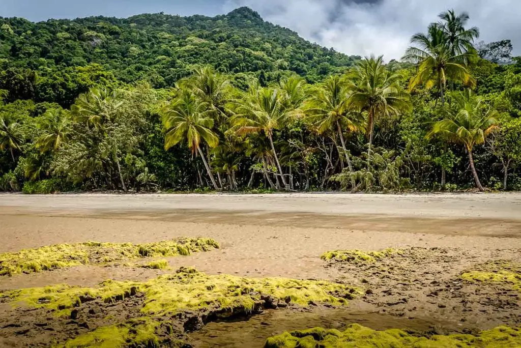 A dense tropical rainforest with lush greenery leading up to a sandy beach with algae-covered rocks in the foreground. The Daintree Rainforest is one of the oldest forests in the world - it's also the only place in the world where two World Heritage Listed sites meet.