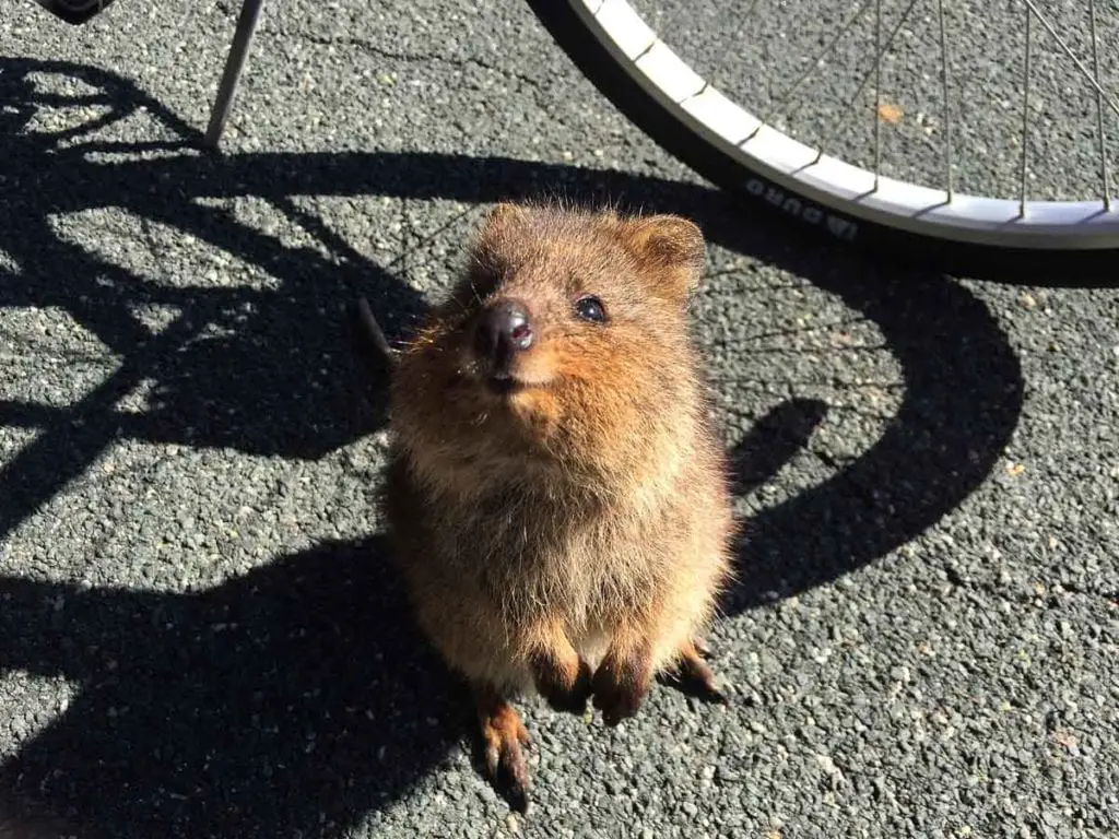 A quokka looking up curiously, standing on a tarmac road with the shadow of a bicycle cast beside it. Quokkas are cute marsupials that are found primarily on Rottnest Island in Western Australia - they're friendly and may even stop to take a selfie with you!