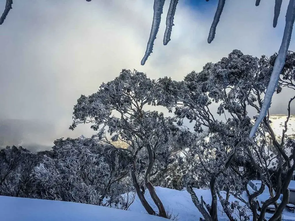 Snow-covered trees and icicles in a foggy winter landscape, giving a sense of serene isolation. Many people may be surprised to know that you can go skiing in Australia at one of a handful ski resorts in the south of the country.