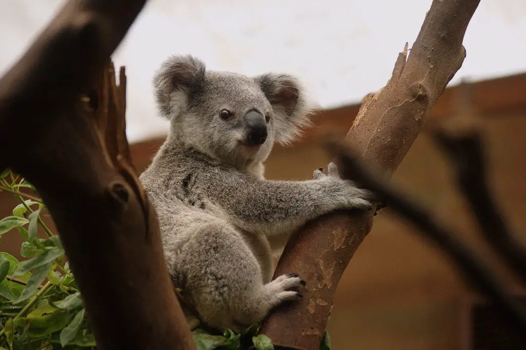 A koala perched on a tree branch, looking directly at the camera with a background of green foliage. Australia is filled with plenty of furry creatures. Some of the best things to do in Australia are feed kangaroos, meet wallabies and cuddle koalas.