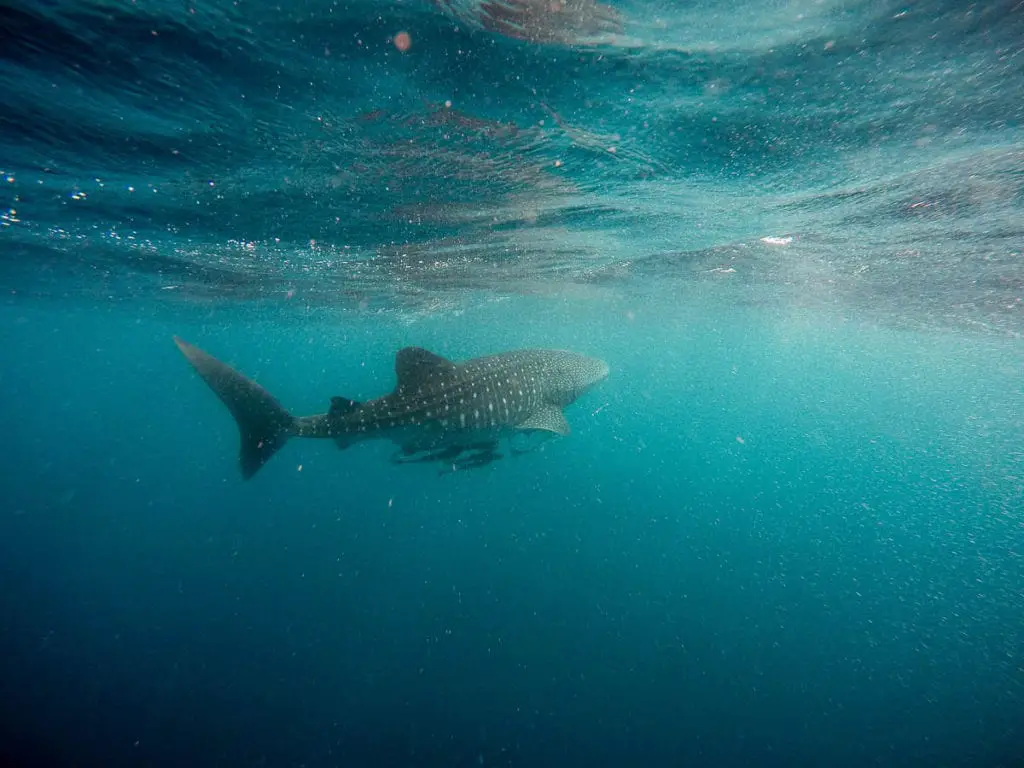 A whale shark swimming in the clear blue waters beneath the ocean's surface, with sunlight filtering through the water. Swimming with whale sharks is a dream for many people, and you can do it in Western Australia - add it to your Australia bucket list for a once in a lifetime experience.